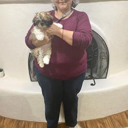 Shih Tzu Puppies from Willow Lane Shih Tzus