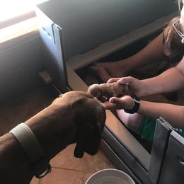 Vizsla Puppies from Virag Vizsla