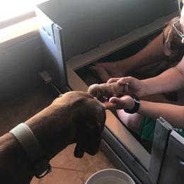 Vizsla Puppies from Virag Vizsla
