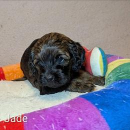 Jade - Brown and tan female Cockapoo puppy in Sunset, Louisiana from Cano Cockapoos