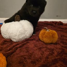 Girl 1 - Black female Siberian Husky puppy in Richlands, North Carolina from Velaris Huskies