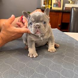 Girl 1 pink - Blue female French Bulldog puppy in Bolingbrook, Illinois from Flores Frenchies