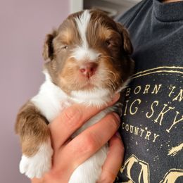 Australian Shepherd Puppies from Lake Daze