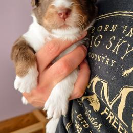 Australian Shepherd Puppies from Lake Daze
