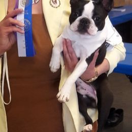 Boston Terrier All Grown Up from Juwell's Bostons