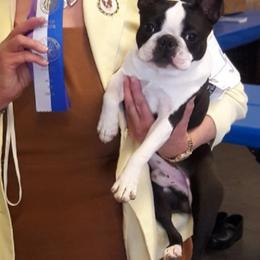 Boston Terrier All Grown Up from Juwell's Bostons