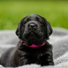 Pink Collar - Black female Labrador Retriever puppy in West Newbury, Massachusetts from Riverfront K9