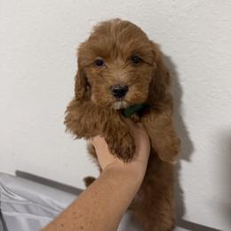 Crush - Red male Cavapoo puppy in Fort Worth, Texas from Aloha Paradise Poodles LLC