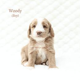 Woody - Apricot male Australian Labradoodle puppy in Hurricane, Utah from Red Desert Doodles