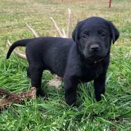 Labrador Retriever Puppies from Deer Creek sport dogs