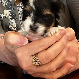 Biewer Terrier Puppies from Little Gems Biewer Terriers