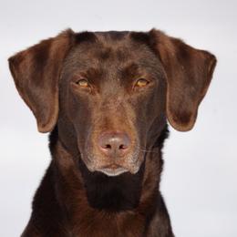 Fever - Labrador Retriever