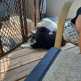 Pomsky Puppies from Zeuskis Pomskies