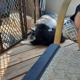 Pomsky Puppies from Zeuskis Pomskies