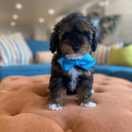 Goldendoodle Puppies from Lady Paws Puppies