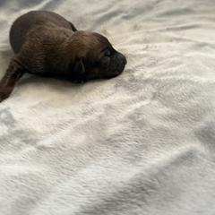 Anga - Sable female Working Dog Cross puppy in Sheridan, Arkansas from Dark Sky Kennels