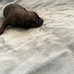 Anga - Sable female Working Dog Cross puppy in Sheridan, Arkansas from Dark Sky Kennels