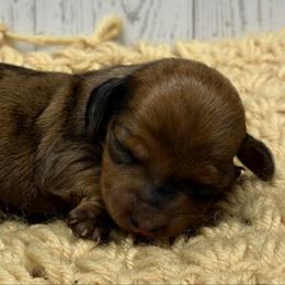 Hailey - Dapple female Dachshund puppy in Greenup, Kentucky from Tygart Creek Dachshunds