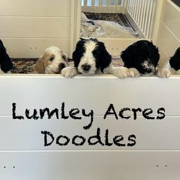 Goldendoodle Puppies from Lumley Acres Doodles