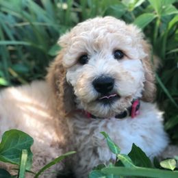 Goldendoodle, Labradoodle, and Poodle All Grown Up from Sugar Fig Kennel