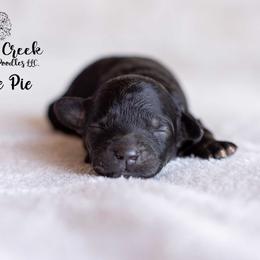 Sweetie Pie - Phantom female Goldendoodle puppy in Woodruff, South Carolina from Crooked Creek Doodles and Poodles