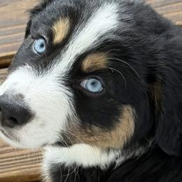 Miniature Australian Shepherds from Jayna Crisp