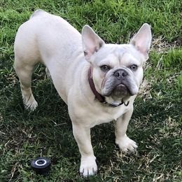 Hank - French Bulldog