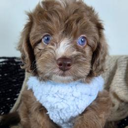 Merlin - Red merle male Aussiedoodle puppy in Haleyville, Alabama from The Cuddly Dood Ranch