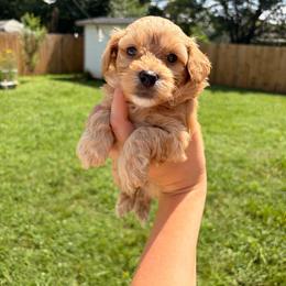 Pico - Apricot male Havapoo puppy in Huntsville, Alabama from Havapoo Kennels