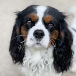 Rhett - Cavalier King Charles Spaniel