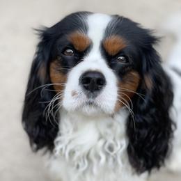 Rhett - Cavalier King Charles Spaniel
