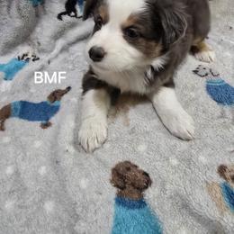 Girl 3 - Black tri female Miniature Australian Shepherd puppy in Bend, Oregon from Badlands Toy and Mini Aussies