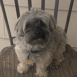 Tucker - Havanese