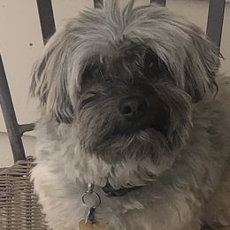 Tucker - Havanese