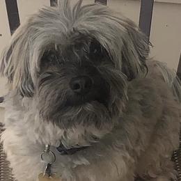 Tucker - Havanese