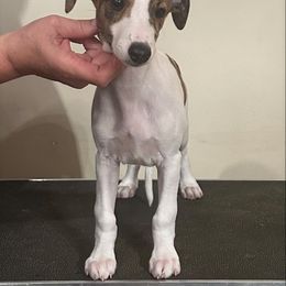 Darlene - Red brindle female Whippet puppy in Brooksville, Florida from Phasion Whippets Kimberly & Paul Norton Sr.