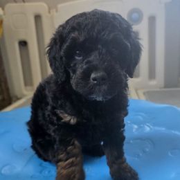 Ginger - Tri-color female Bernedoodle puppy in Mc Gaheysville, Virginia from Doting Doodles
