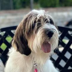 Petit Basset Griffon Vendeens from Stone House Hounds