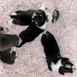 Pembroke Welsh Corgi Puppies from S7 Corgis and Chaos