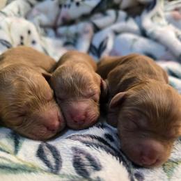 Avery - Red female Cavapoo puppy in Truckee, California from Heavenly Goldendoodles