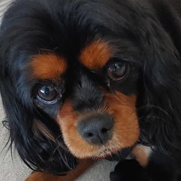 EBONY - Cavalier King Charles Spaniel