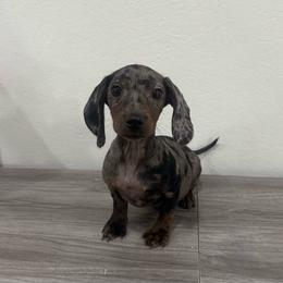 Pearl - Dapple female Dachshund puppy in Waycross, Georgia from Southern Paws