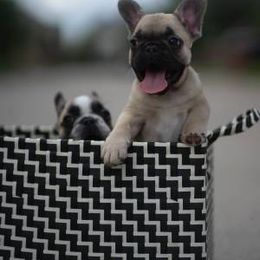 French Bulldog Puppies from Texas Express French Bulldogs