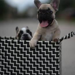French Bulldog Puppies from Texas Express French Bulldogs