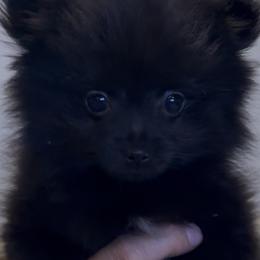 Dolly ( Parton ) - Black female Pomeranian puppy in Jackson, New Jersey from Peapod Pomeranians