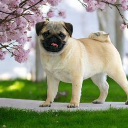 Nataleigh - Pug