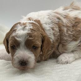 Dolly - Blenheim female Cavapoo puppy in Columbus, Montana from Montanas Mountain Bernedoodles