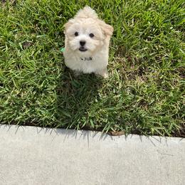 Gorgeous Cream Teddy Bear Male Shorkie  1000 this weekend only - Gold male Shorkie puppy in Land O Lakes, Florida from Tiny Tales Co.