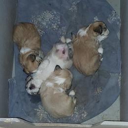 Boy 1 - Golden male Lhasa Apso puppy in Norman, Oklahoma from Steve's Puppies