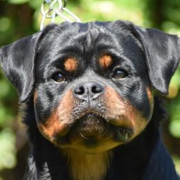 Dixy - Rottweiler